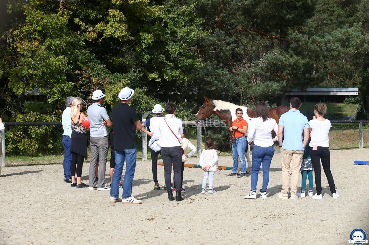 Un groupe de personnes observe un cheval dans un enclos extérieur entouré d'arbres.