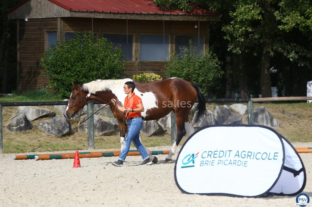 Une personne guide un cheval tenu en longe dans une carrière de sable, avec un panneau publicitaire au premier plan.