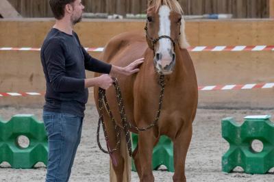 Cheval beige franchissant un obstacle en mousse verte dans un manège, tenu en longe par une personne.