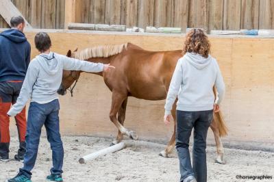 Cheval beige franchissant un obstacle en mousse verte dans un manège, tenu en longe par une personne.