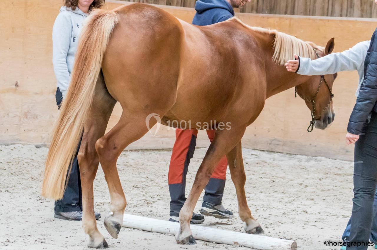 Un cheval alezan traverse une barre au sol dans un manège, accompagné de deux personnes.