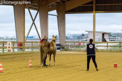 Cheval beige franchissant un obstacle en mousse verte dans un manège, tenu en longe par une personne.
