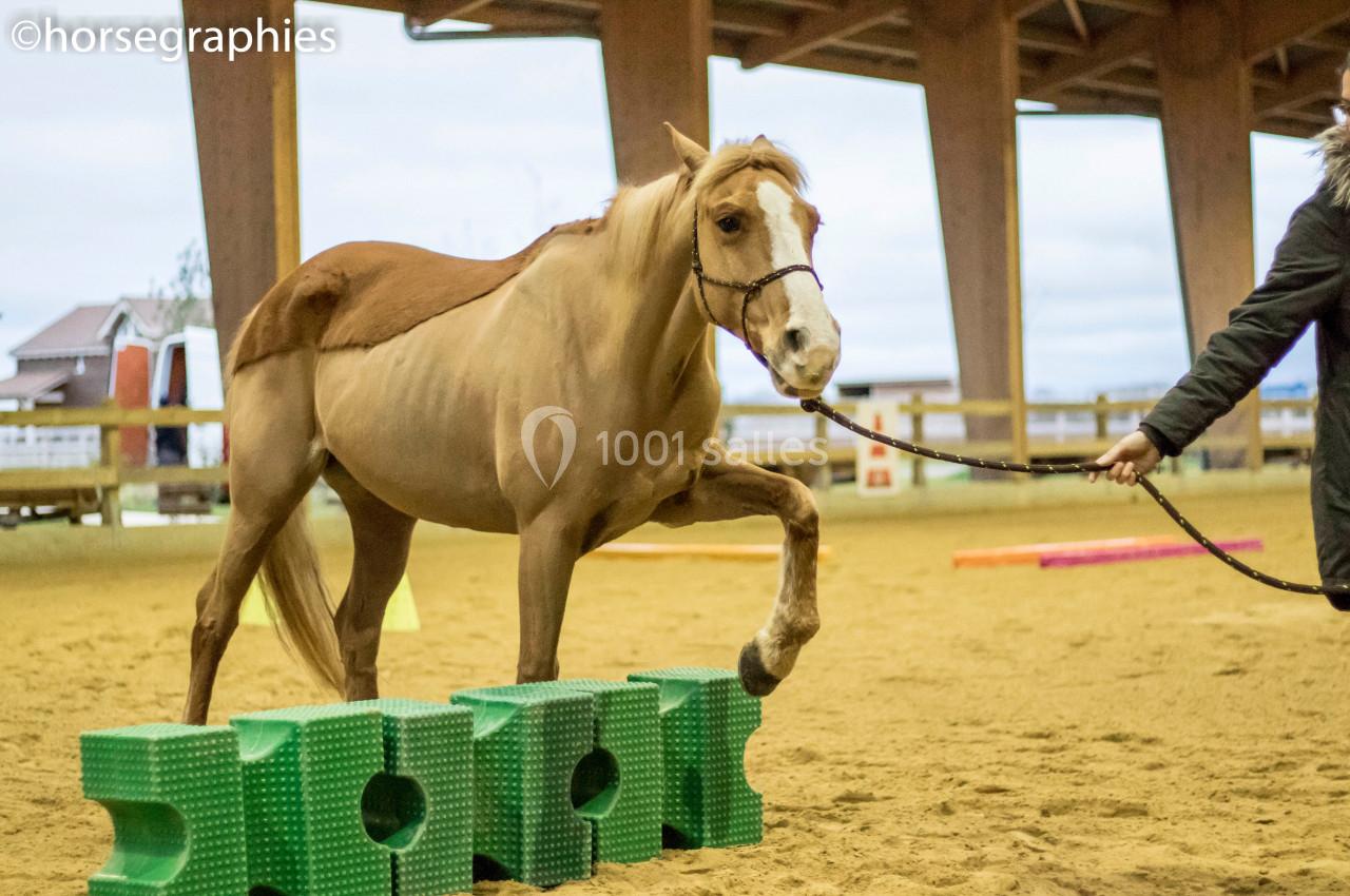 Cheval beige franchissant un obstacle en mousse verte dans un manège, tenu en longe par une personne.