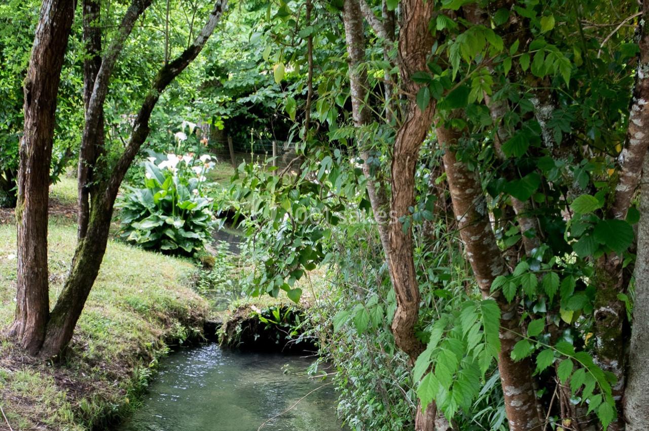 Petit ruisseau bordé d'arbres et de végétation dense, avec des arums blancs en arrière-plan.