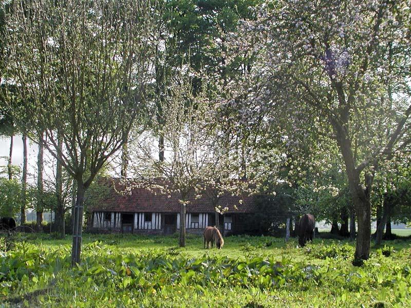 Ferme traditionnelle entourée d'arbres en fleurs, avec deux chevaux broutant dans un pré verdoyant.