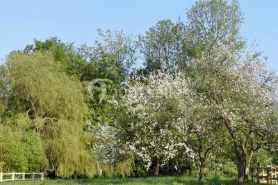 Un jardin verdoyant avec des arbres, de l'herbe fraîchement tondue, un banc en pierre et une clôture en arrière-plan.
