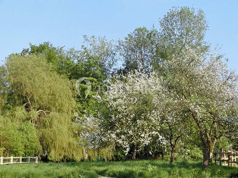 Arbres en fleurs et feuillus dans un paysage verdoyant sous un ciel bleu clair.