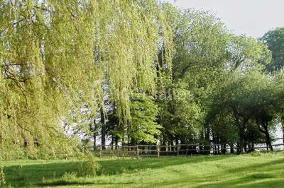 Un jardin verdoyant avec des arbres, de l'herbe fraîchement tondue, un banc en pierre et une clôture en arrière-plan.