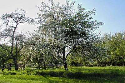 Un jardin verdoyant avec des arbres, de l'herbe fraîchement tondue, un banc en pierre et une clôture en arrière-plan.