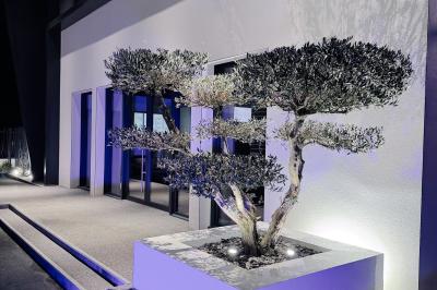 Un olivier taillé dans un grand bac blanc devant une façade moderne éclairée.