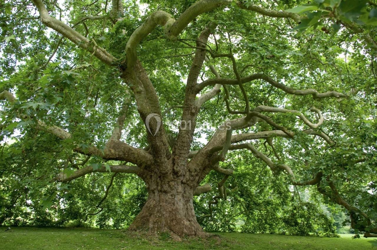 Un grand arbre avec un tronc massif et des branches étendues, entouré de verdure sur une pelouse.