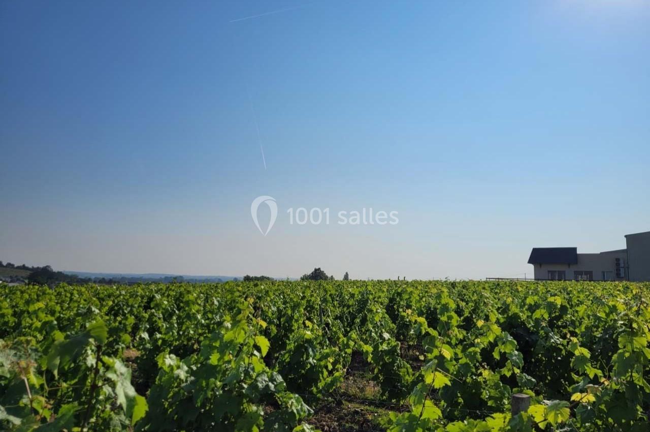 Vignes verdoyantes sous un ciel bleu dégagé, avec une maison visible à l'horizon à droite.