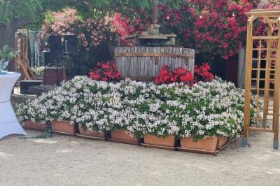 Bâtisse provençale entourée de cyprès et de champs verts, avec des arbres en arrière-plan sous un ciel clair.