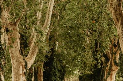 Cour intérieure avec murs recouverts de lierre, une porte en bois ouverte, un tonneau et une lanterne suspendue.