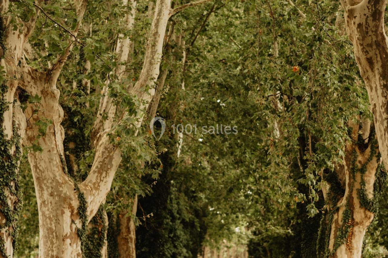 Voiture blanche ancienne garée sur un chemin bordé d'arbres imposants formant une allée ombragée.