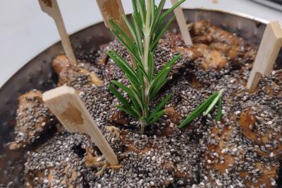 Plateau en bois avec verrines garnies, bol de pain tranché et bouteille de vin mousseux en arrière-plan.