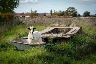 Trampoline rond avec filet de sécurité installé dans un jardin verdoyant, près d'une maison en pierre.
