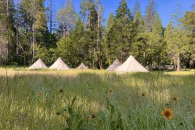 Tentes blanches installées dans une prairie verdoyante entourée d'arbres sous un ciel bleu clair.