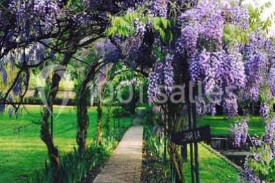 Glycine en fleurs grimpant sur une pergola, avec une maison en briques et des arbustes en arrière-plan.