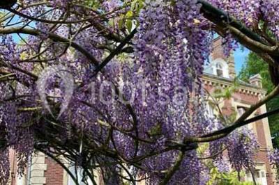 Glycine en fleurs grimpant sur une pergola, avec une maison en briques et des arbustes en arrière-plan.