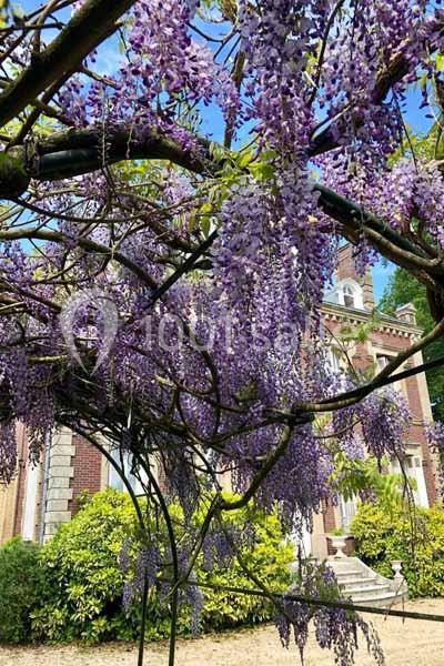 Glycine en fleurs grimpant sur une pergola, avec une maison en briques et des arbustes en arrière-plan.