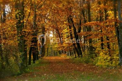Allée bordée de sacs blancs menant à une tente blanche dans un parc verdoyant par temps ensoleillé.