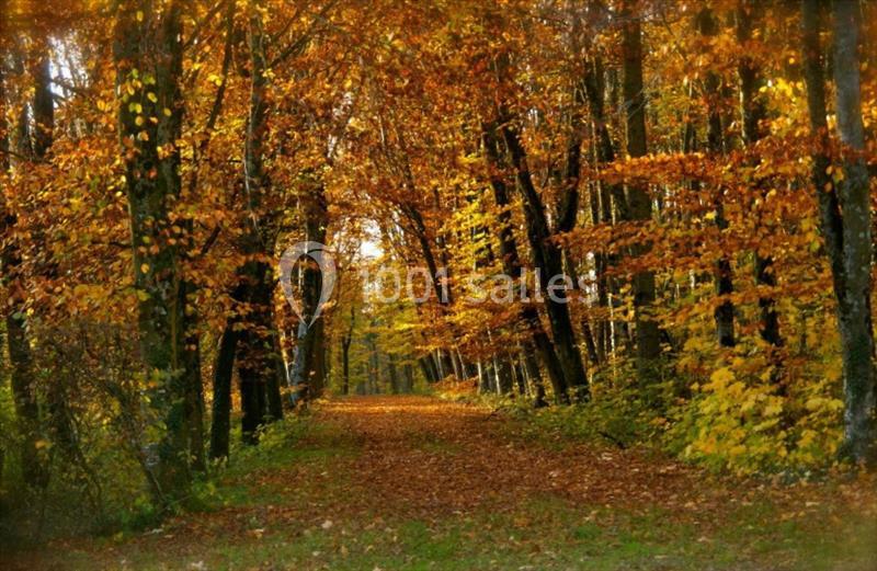 Allée forestière bordée d'arbres aux feuilles d'automne dans des tons jaunes et orangés.