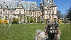 Un lama dans un parc verdoyant devant un grand bâtiment historique à l'architecture classique.