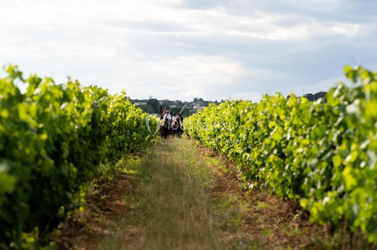 Un tracteur avance entre deux rangées de vignes sous un ciel partiellement nuageux.