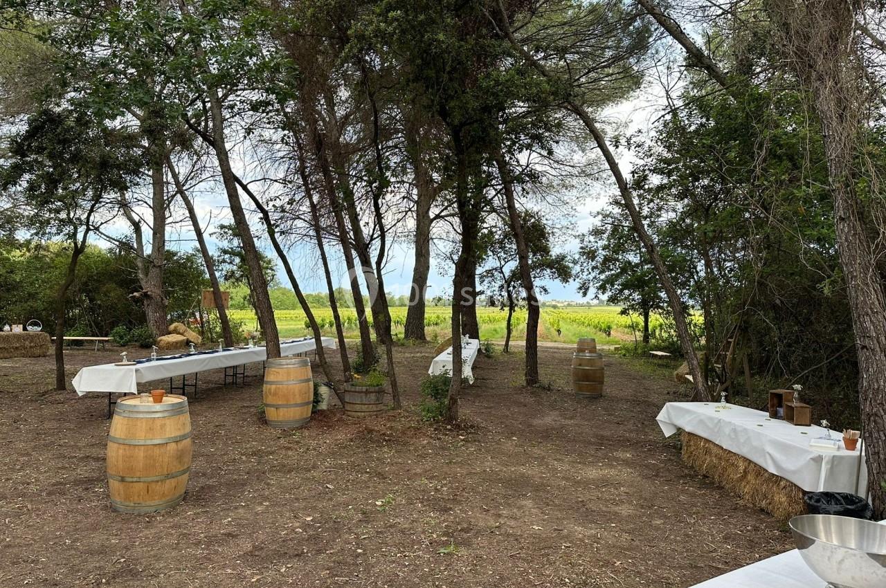 Tables dressées et tonneaux disposés en extérieur sous des arbres, avec vue sur des vignes en arrière-plan.