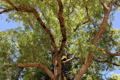 Vue sur un jardin avec pelouse, allées en gravier, parterre de fleurs rouges et bâtiments en pierre sous un ciel dégagé.