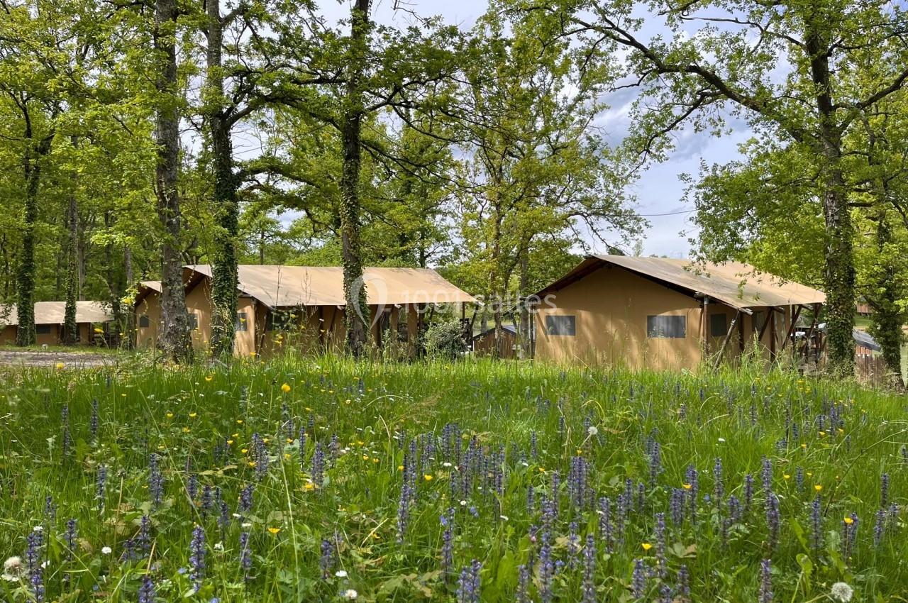 Tentes en toile installées dans une clairière verdoyante avec des fleurs sauvages et des arbres environnants.