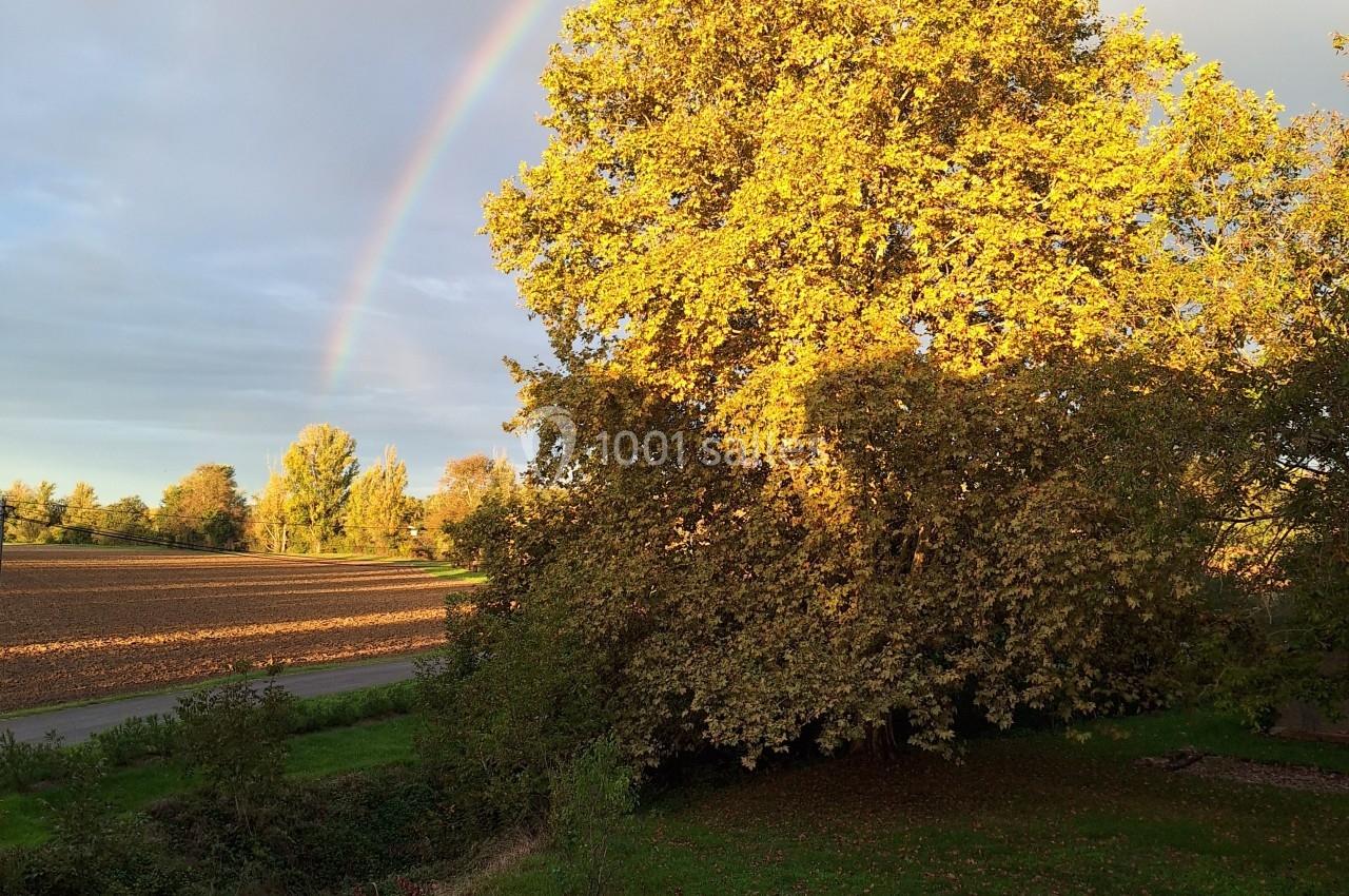 Arbre aux feuilles dorées éclairé par le soleil, avec un arc-en-ciel visible dans un ciel partiellement nuageux.