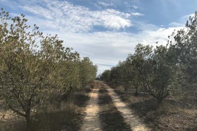 Location salle Valensole (Alpes-de-Haute-Provence) - Domaine de Peyremane  #47