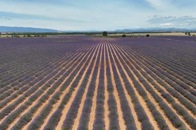 Location salle Valensole (Alpes-de-Haute-Provence) - Domaine de Peyremane  #47