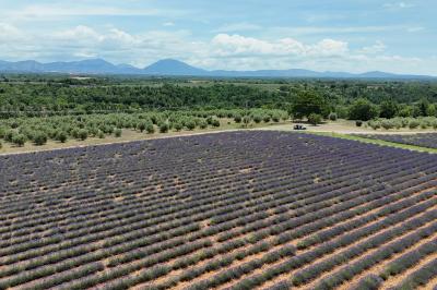 Location salle Valensole (Alpes-de-Haute-Provence) - Domaine de Peyremane  #47