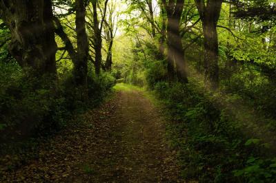 Salle lumineuse avec poutres apparentes, tables blanches disposées en U et chaises rouges, éclairée par des lustres et des…