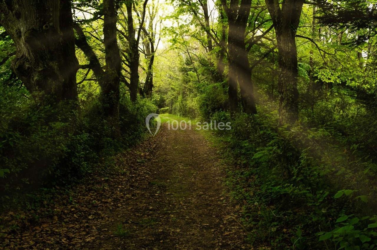 Chemin forestier bordé d'arbres verdoyants, éclairé par des rayons de soleil traversant le feuillage.