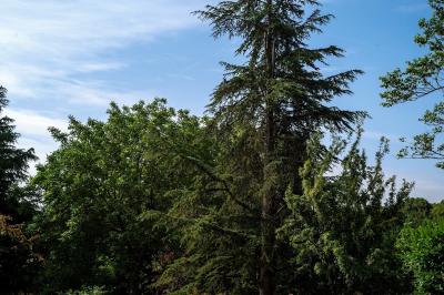 Jardin verdoyant avec fleurs sauvages, arbres et arbustes, entouré d'une clôture en bois sous un ciel dégagé.