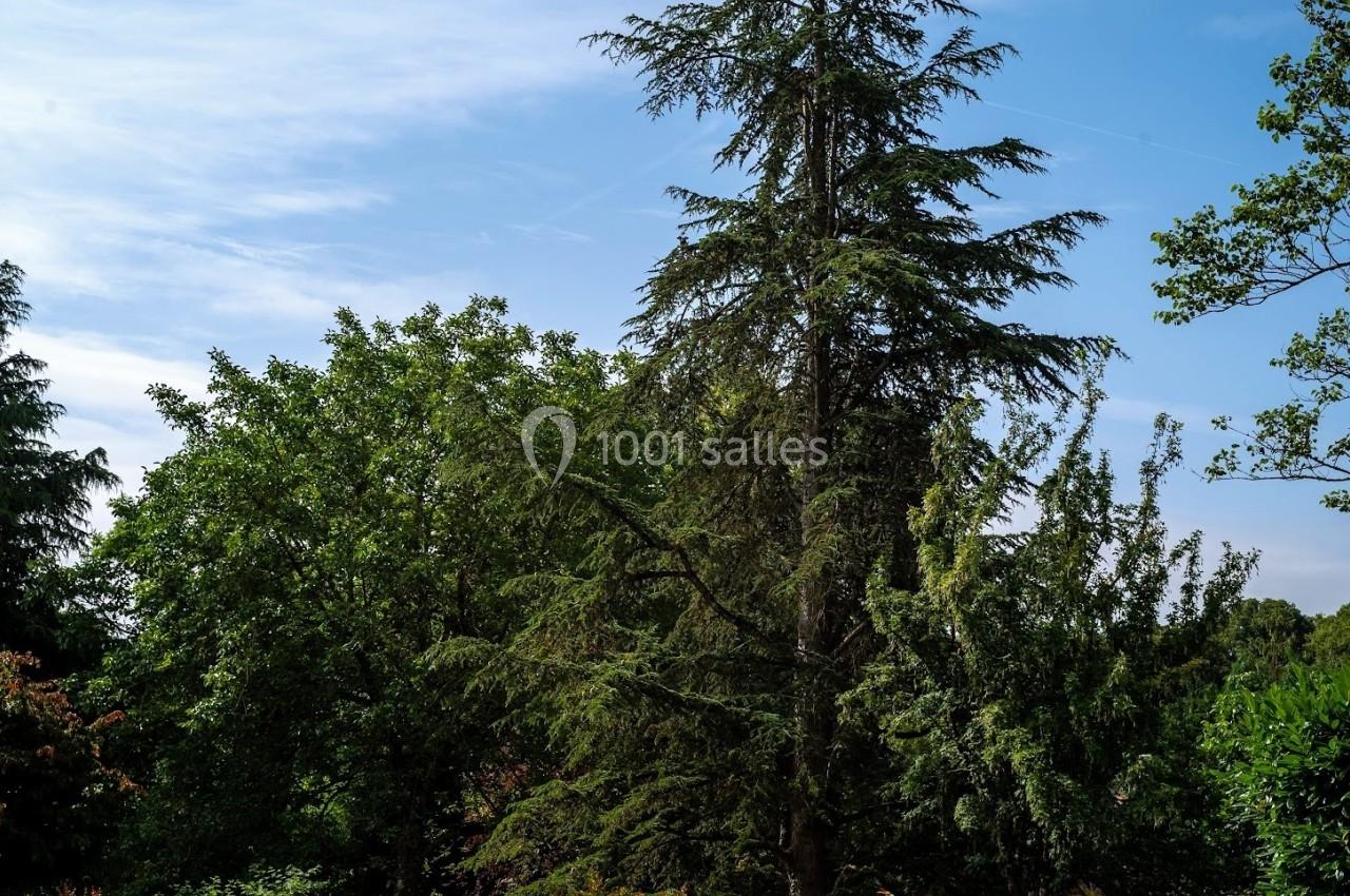 Grand jardin verdoyant avec pelouse, arbres variés et ciel bleu dégagé en arrière-plan.