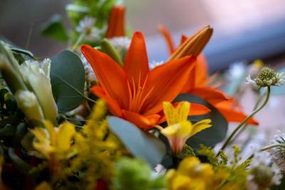 Jardin verdoyant avec fleurs sauvages, arbres et arbustes, entouré d'une clôture en bois sous un ciel dégagé.