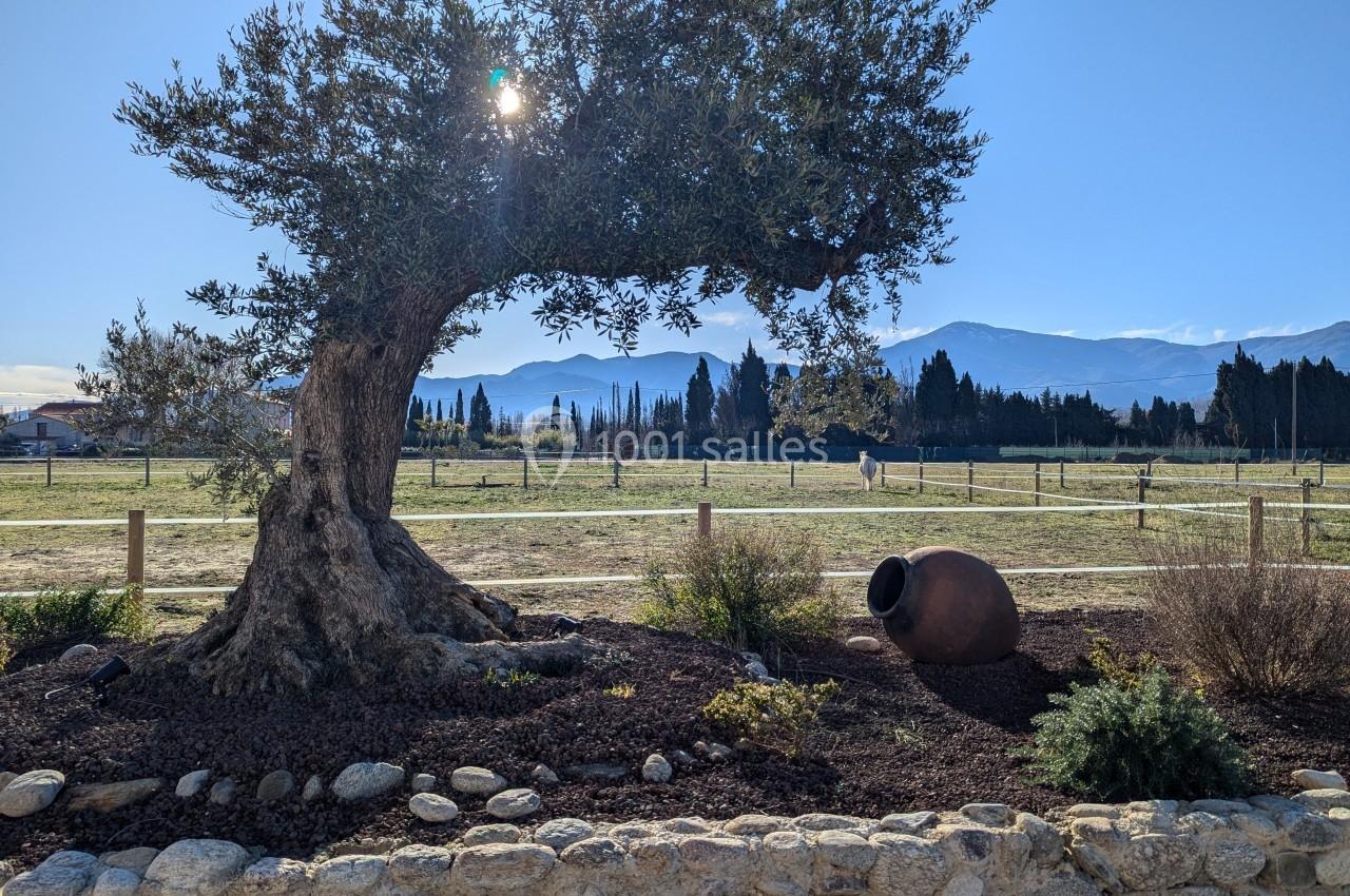 Un olivier dans un jardin ensoleillé avec une jarre en terre cuite, des montagnes et des champs en arrière-plan.