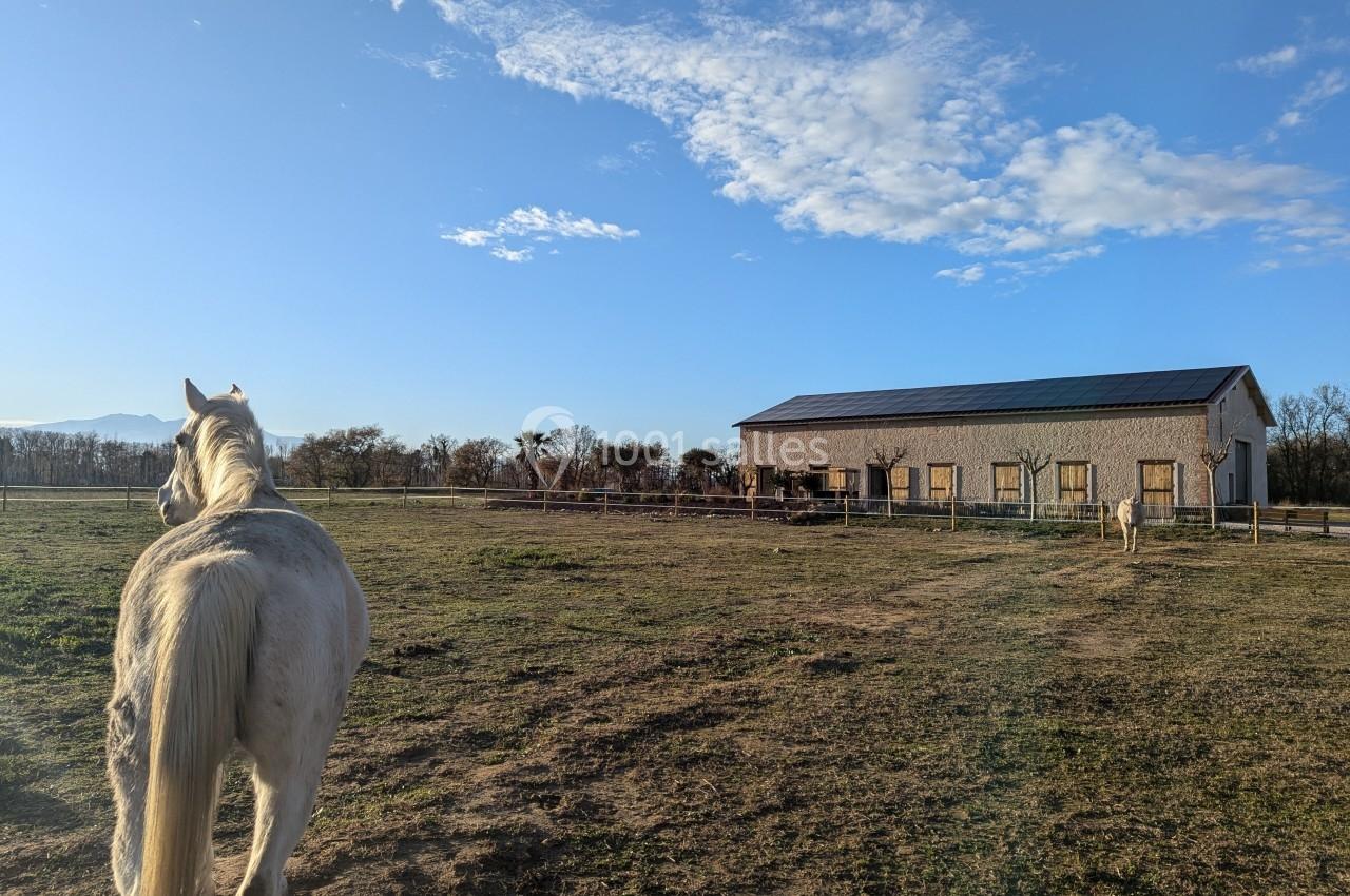 Cheval blanc dans un champ herbeux près d'une grange sous un ciel dégagé.