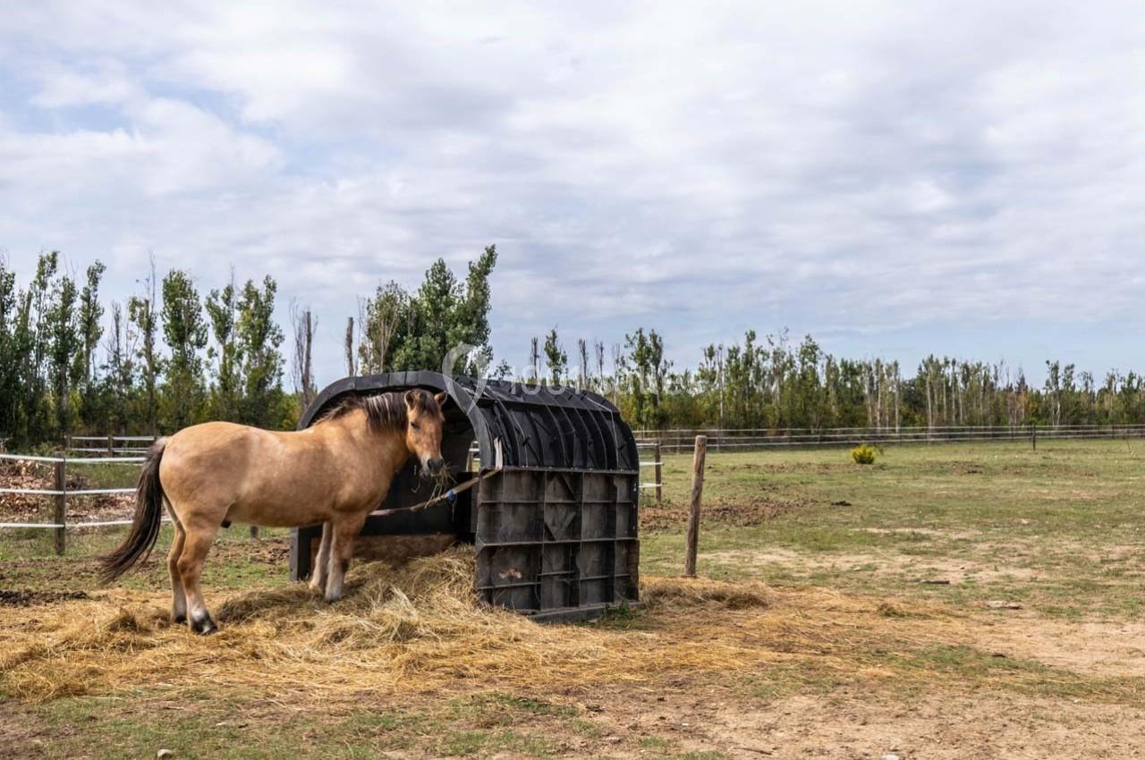 Un cheval mange du foin près d'un abri en plastique dans un champ clôturé parsemé d'arbres.