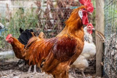 Collection de jouets anciens représentant des cuisinières miniatures et une balance rétro sur une étagère.