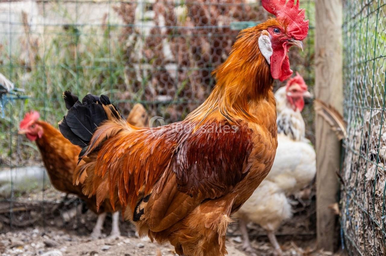 Un coq roux debout dans un enclos, entouré de poules et d'une clôture en grillage.