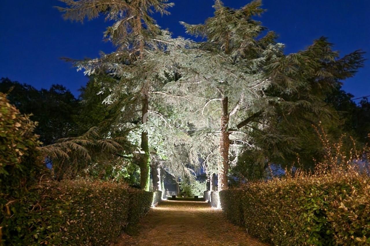 Allée bordée de haies et de grands arbres éclairés, photographiée de nuit dans un cadre naturel.