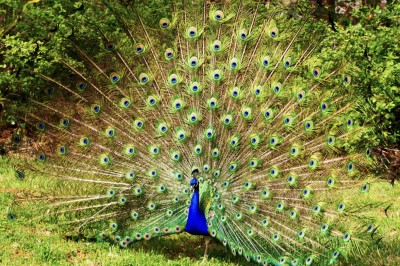 Deux mains tendues l'une vers l'autre au-dessus d'un champ de tournesols fanés.