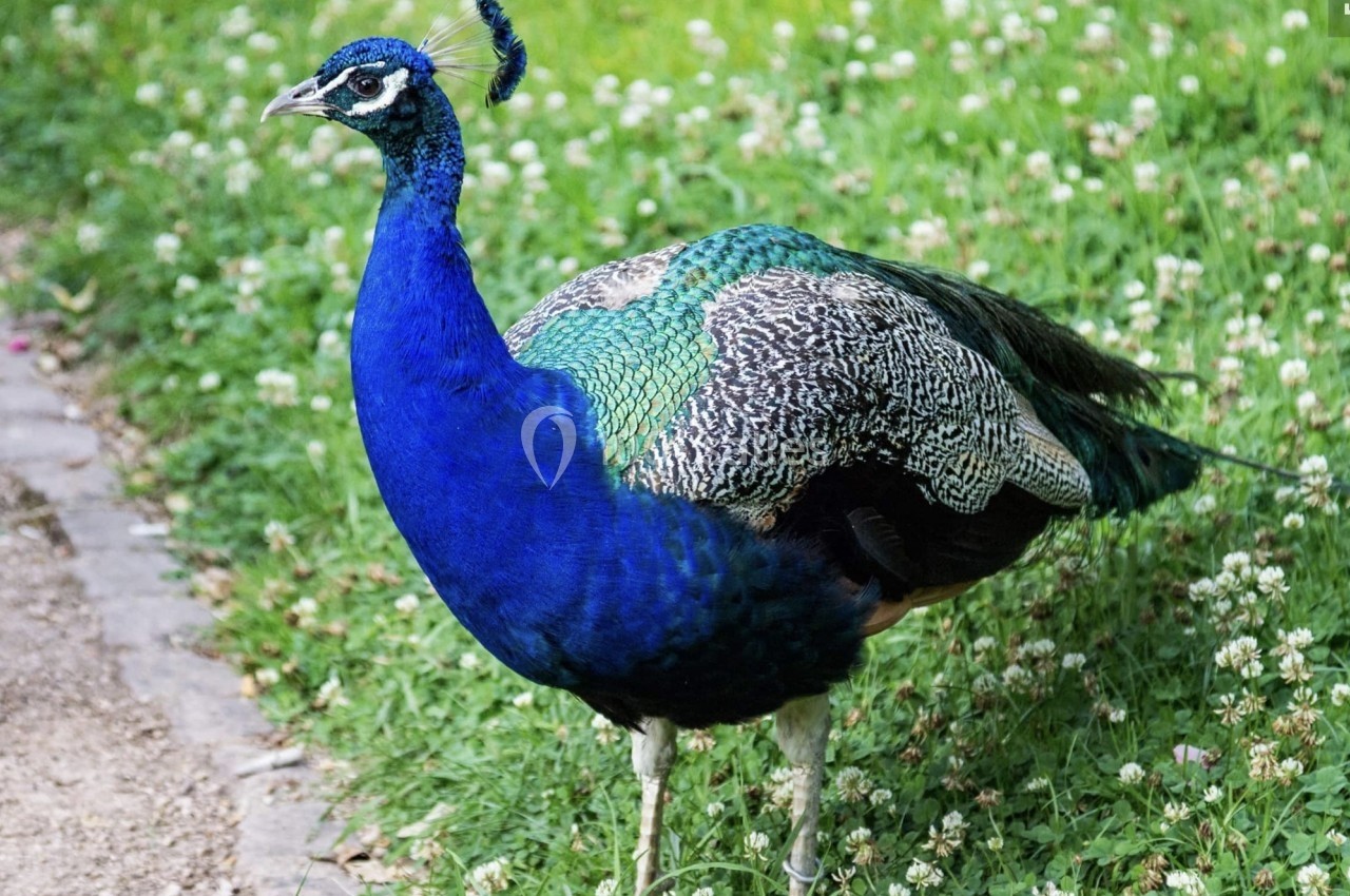 Paon bleu debout sur une pelouse verte parsemée de petites fleurs blanches.