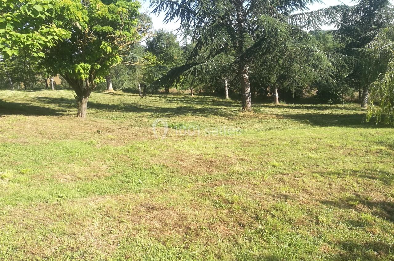Pelouse fraîchement tondue entourée d'arbres dans un espace verdoyant et ensoleillé.
